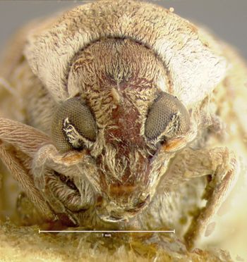 Media type: image;   Entomology 4471 Aspect: head frontal view